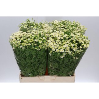 Freshy Tanacetum Pa Rio