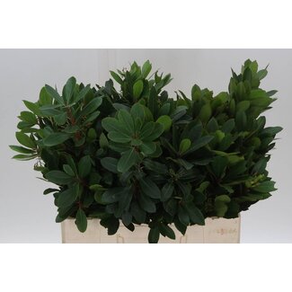 Freshy Arbutus Unedo Aardbeiboom | Kleur: Groen | Lengte ± 60 centimeter | Per 50 stelen