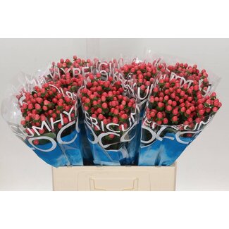 Freshy Hypericum “Coco Kimono Vertakt” | Kleur: Rood | Lengte ± 60 centimeter | Per 20 stelen