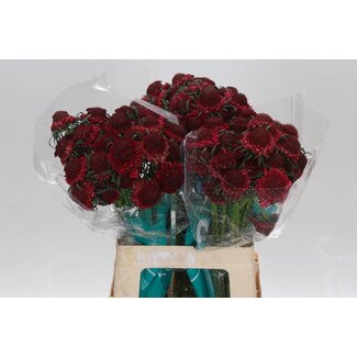 Freshy Scabiosa Atropurpurea “Cherry Scoop” | Kleur: Roze | Lengte ± 60 centimeter | Per 25 stelen