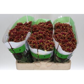 Freshy Chrysant santini Miri Geel