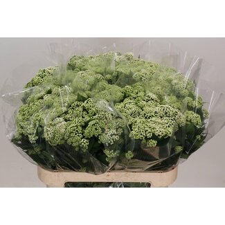 Freshy Eupatorium Rugosum “Braunlaub” | Kleur: Wit | Lengte ± 80 centimeter | Per 10 stelen