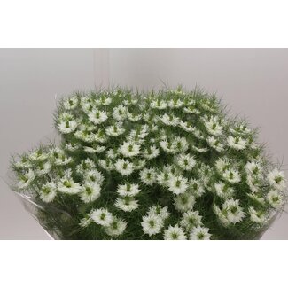 Freshy Nigella Damascena “Bridal White” | Kleur: Wit | Lengte ± 75 centimeter | Per 10 stelen