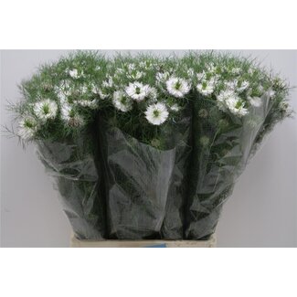 Freshy Nigella D Mystery White