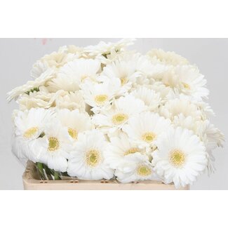 Freshy Germini Aqua “Lobby” | Kleur: Wit | Lengte ± 50 centimeter | Per 20 stelen