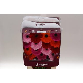 Freshy Gerbera Gr Aqua “Mix Basis” | Kleur: Gemengde Kleuren | Lengte ± 45 centimeter | Per 15 stelen