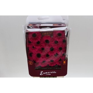 Freshy Gerbera Mi Aqua “Caprice” | Kleur: Roze | Lengte ± 45 centimeter | Per 20 stelen