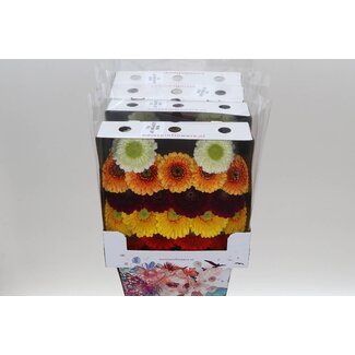 Freshy Gerbera Pomponi Mi Aqua | Kleur: Gemengde Kleuren | Lengte ± 50 centimeter | Per 20 stelen