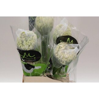 Freshy Agapanthus “Gletsjer” | Kleur: Wit | Lengte ± 70 centimeter | Per 10 stelen