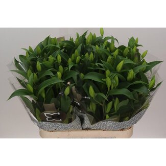 Freshy Lelie Oriental Aqua “Canberra” | Kleur: Roze | Lengte ± 90 centimeter | Per 20 stelen