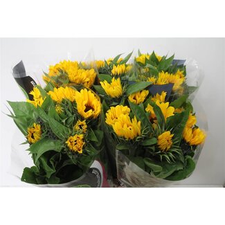 Freshy Helianthus Vincent Choice