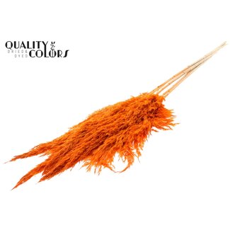 QC Dried Bleached Pampas Plumes | Colour: Orange | Length ± 100 centimetre | 5 plumes per bunch | Per bunch