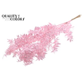 QC Gedroogde Ruscus | Kleur: Lichtroze | Muizendoorn Droogbloemen | Lengte ± 70 centimeter | 10 takken per bos | Per bos