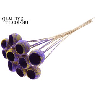 QC Bellgums Séchés | Couleur: Tacheté Violet Jaune | Coupelle Bell Piquet | Longueur ± 50 centimeter | 10 Piquets par Bouquet | Par Bouquet