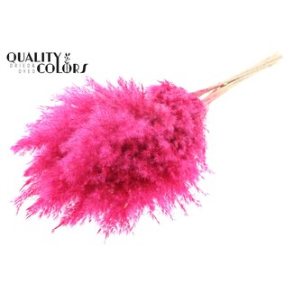 QC Dried Bleached Pampas Plumes | Colour: Cherry-coloured | Length ± 70 centimeter | 10 plumes per bunch | Per bunch