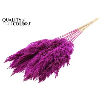 QC Pampas Grass 70cm 10st/bunch Bleached Lilac