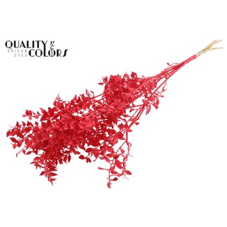 QC Gedroogde Ruscus | Kleur: Rood | Muizendoorn Droogbloemen | Lengte ± 70 centimeter | 10 takken per bos | Per bos