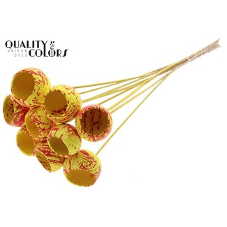 QC Dried Bellgums | Colour: Speckled Yellow Red | Bell Cup Pick | Length ± 50 centimetres | 10 picks per bunch