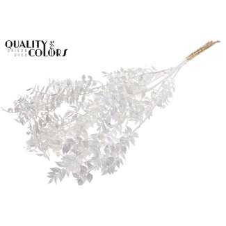 QC Gedroogde Ruscus | Kleur: Natuurlijk Wit | Muizendoorn Droogbloemen | Lengte ± 70 centimeter | 10 takken per bos | Per bos