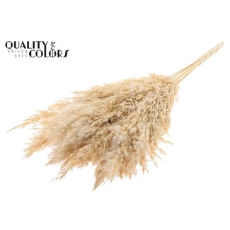 QC Gedroogde Gebleekte Pampas Pluimen | Kleur: Frosted Wit | Lengte ± 70 centimeter | 10 pluimen per bos | Per bos