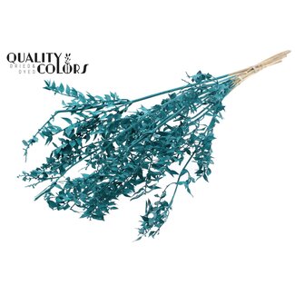 QC Gedroogde Ruscus | Kleur: Turquoise | Muizendoorn Droogbloemen | Lengte ± 70 centimeter | 10 takken per bos | Per bos