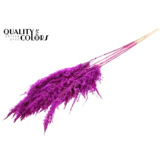 QC Getrocknete Gebleichte Pampaswedel | Farbe: Lilafarben | Länge ± 100 centimeter | 5 Wedel pro Bund | Pro Bund