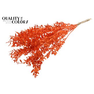 QC Gedroogde Ruscus | Kleur: Oranje | Muizendoorn Droogbloemen | Lengte ± 70 centimeter | 10 takken per bos | Per bos