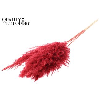 QC Gedroogde Gebleekte Pampas Pluimen | Kleur: Rood | Lengte ± 100 centimeter | 5 pluimen per bos | Per bos
