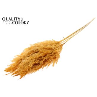 QC Pampas Grass 100cm 5st/bunch Bleached Apricot