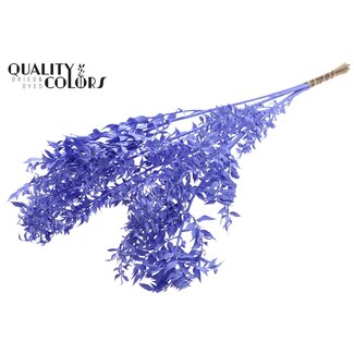QC Gedroogde Ruscus | Kleur: Milkapaars | Muizendoorn Droogbloemen | Lengte ± 70 centimeter | 10 takken per bos | Per bos