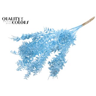 QC Gedroogde Ruscus | Kleur: Lichtblauw | Muizendoorn Droogbloemen | Lengte ± 70 centimeter | 10 takken per bos | Per bos