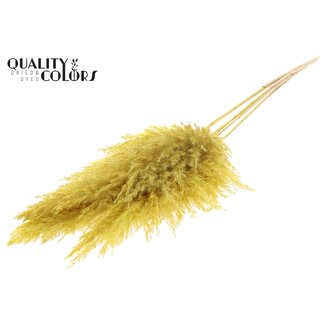 QC Dried Bleached Pampas Plumes | Colour: Yellow | Length ± 100 centimeter | 5 plumes per bunch | Per bunch