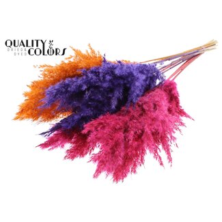 QC Gedroogde Pampas Pluimen “Sunset Vibes Mix” | Kleur: Gemengde Kleuren | Pampas Droogbloemen | Lengte ± 70 centimeter | 10 pluimen per bos | Per bos