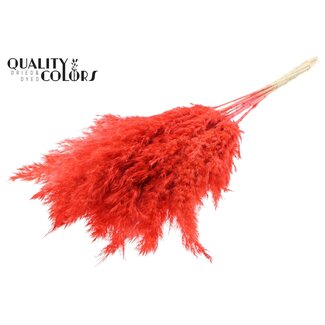 QC Gedroogde Gebleekte Pampas Pluimen | Kleur: Koraalkleurig | Lengte ± 70 centimeter | 10 pluimen per bos | Per bos