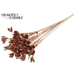 QC Bakuli sur tige | Couleur: Cuivré | Piquet boîte à graines de faîne | Longueur ± 50 centimeter | 10 piquets par bouquet | Par bouquet