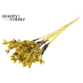 QC Bakuli on stem | Colour: Yellow | Beechnut Seed Pod Stake | Length ± 50 centimetre | 10 stakes per bunch | Per bunch