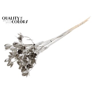 QC Bakuli op stok | Kleur: Platinakleurig | Beukennoot Zaaddoos Bijsteker | Lengte ± 50 centimeter | 10 bijstekers per bos | Per bos