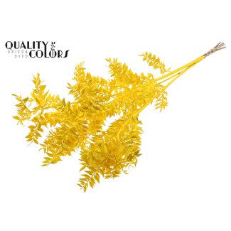 QC Gedroogde Ruscus | Kleur: Geel | Muizendoorn Droogbloemen | Lengte ± 70 centimeter | 10 takken per bos | Per bos
