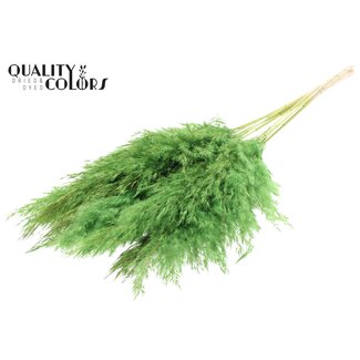 QC Plumes de pampas séchées blanchies | Couleur: Vert clair | Longueur ± 70 centimètres | 10 plumes par botte | Par botte