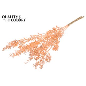 QC Gedroogde Ruscus | Kleur: Zalmkleurig | Muizendoorn Droogbloemen | Lengte ± 70 centimeter | 10 takken per bos | Per bos