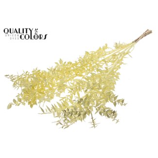 QC Gedroogde Ruscus | Kleur: Crèmekleurig | Muizendoorn Droogbloemen | Lengte ± 70 centimeter | 10 takken per bos | Per bos