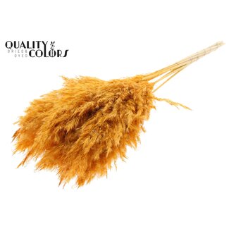 QC Getrocknete Gebleichte Pampaswedel | Farbe: Apricotfarben | Länge ± 70 centimeter | 10 Wedel pro Bund | Pro Bund
