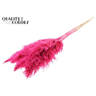 QC Gedroogde Gebleekte Pampas Pluimen | Kleur: Kerskleurig | Lengte ± 100 centimeter | 5 pluimen per bos | Per bos