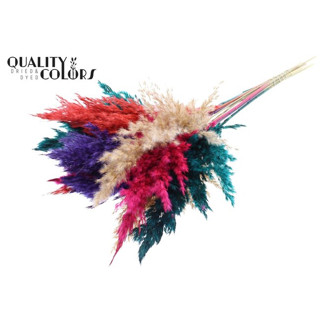 Plumes De Pampas Séchées “Coloré 4” | Couleur: Couleurs Mélangées | Fleurs Séchées De Pampas | Longueur ± 70 centimeter | 10 Plumes Par Bouquet | Par Bouquet