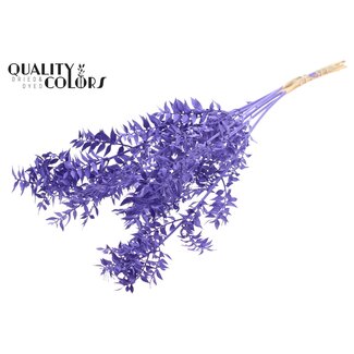 QC Gedroogde Ruscus | Kleur: Paars | Muizendoorn Droogbloemen | Lengte ± 70 centimeter | 10 takken per bos | Per bos