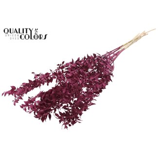 QC Gedroogde Ruscus | Kleur: Bordeauxrood | Muizendoorn Droogbloemen | Lengte ± 70 centimeter | 10 takken per bos | Per bos