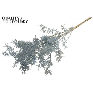 QC Getrockneter Ruscus | Farbe: Hellblau | Mäusedorn Trockenblumen | Länge ± 50 centimeter | 10 Zweige pro Bund | Pro Bund