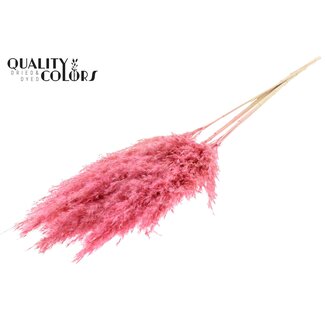 QC Gedroogde Gebleekte Pampas Pluimen | Kleur: Frosted Roze | Lengte ± 100 centimeter | 5 pluimen per bos | Per bos