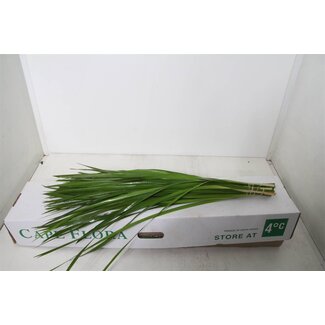 Freshy Typha Lang (p. bos) 90 Cm