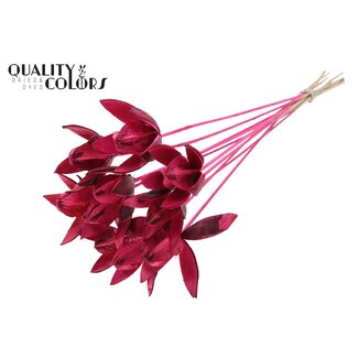 QC Wild Lilly on stem Cerise